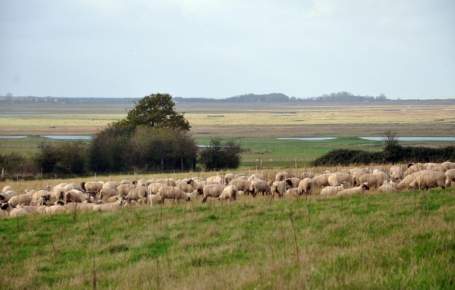 La viande d'agneau de prés salés de La Baie d'Authie en Picardie